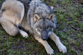 pup6m27schorfheide-brown-30