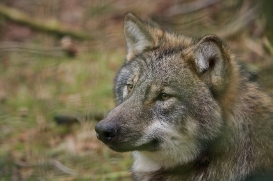 pup6m27schorfheide-brown-35