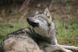 pup6m27schorfheide-brown-37