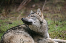 pup6m27schorfheide-brown-38