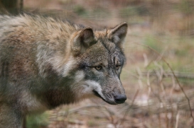pup6m27schorfheide-brown-40