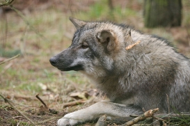 pup6m27schorfheide-brown-41
