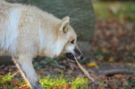 Pup6m12SpringeBineG_pup-01