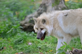 Pup6m12SpringeBineG_pup-03