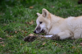 Pup6m12SpringeBineG_pup-06