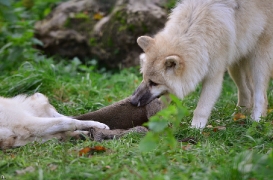 Pup6m12SpringeBineG_pup-07