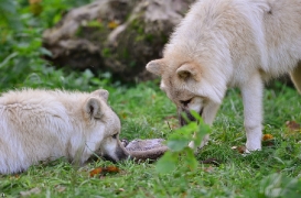 Pup6m12SpringeBineG_pup-09