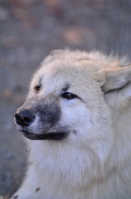 Pup6m12SpringeBineG_pup-10