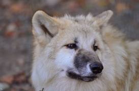 Pup6m12SpringeBineG_pup-11
