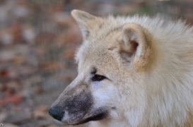 Pup6m12SpringeBineG_pup-13