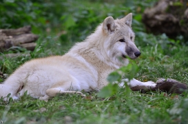 Pup6m12SpringeBineG_pup-15