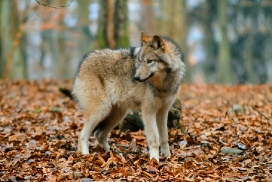 Pup7m12EderseeKati_Kiley-01