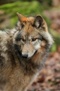 Pup7m12EderseeKati_Kiley-02