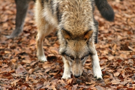 Pup7m12EderseeKati_Kiley-03