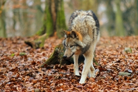 Pup7m12EderseeKati_Kiley-08