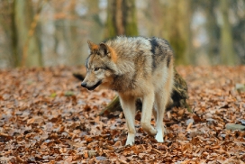 Pup7m12EderseeKati_Kiley-09