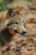 Pup7m12EderseeKati_Kiley-18