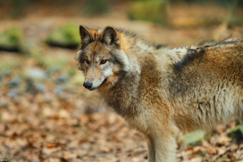 Pup7m12EderseeKati_Kiley-19