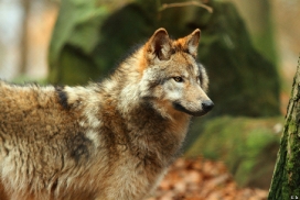 Pup7m12EderseeKati_Kiley-21