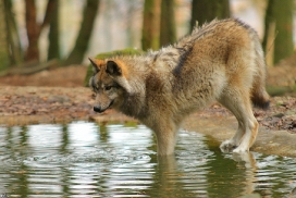 Pup7m12EderseeKati_Kiley-23