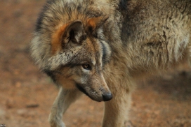 Pup7m12EderseeKati_Kiley-25