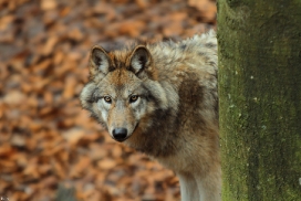 Pup7m12EderseeKati_Kiley-26