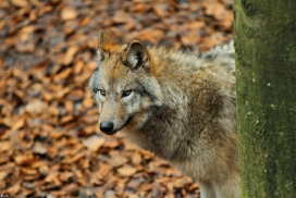 Pup7m12EderseeKati_Kiley-28
