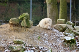 Pup7m12SpringeBineG_pup-01