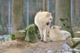 Pup7m12SpringeBineG_pup-03