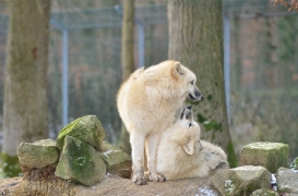 Pup7m12SpringeBineG_pup-04