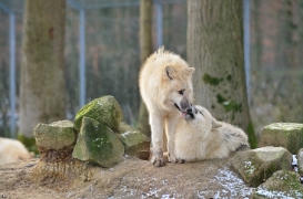 Pup7m12SpringeBineG_pup-06