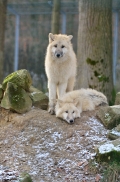 Pup7m12SpringeBineG_pup-07