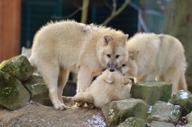 Pup7m12SpringeBineG_pup-09