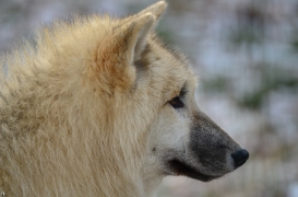 Pup7m12SpringeBineG_pup-101