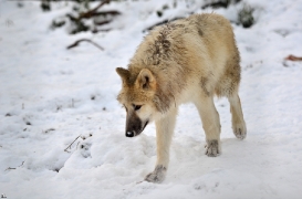 Pup7m12SpringeBineG_pup-104
