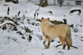 Pup7m12SpringeBineG_pup-106