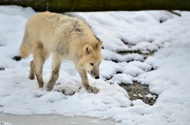 Pup7m12SpringeBineG_pup-109
