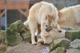 Pup7m12SpringeBineG_pup-10