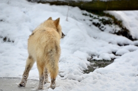Pup7m12SpringeBineG_pup-110