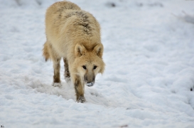 Pup7m12SpringeBineG_pup-112