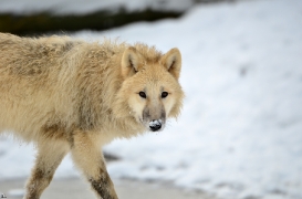 Pup7m12SpringeBineG_pup-115