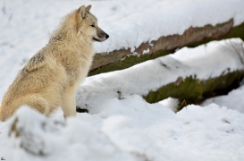 Pup7m12SpringeBineG_pup-117