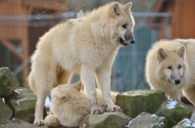 Pup7m12SpringeBineG_pup-11