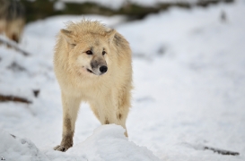 Pup7m12SpringeBineG_pup-120