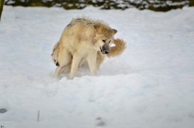 Pup7m12SpringeBineG_pup-121