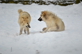 Pup7m12SpringeBineG_pup-125