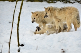 Pup7m12SpringeBineG_pup-128