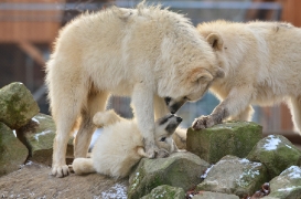Pup7m12SpringeBineG_pup-12