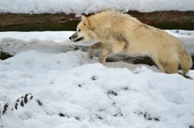 Pup7m12SpringeBineG_pup-130