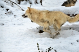 Pup7m12SpringeBineG_pup-131